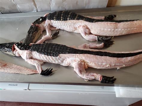 whole alligator for sale near me.